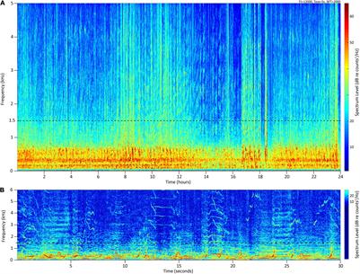Male Humpback Whale Chorusing in Hawai‘i and Its Relationship With Whale Abundance and Density